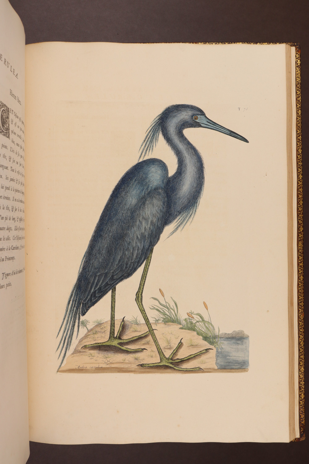 Plate 76